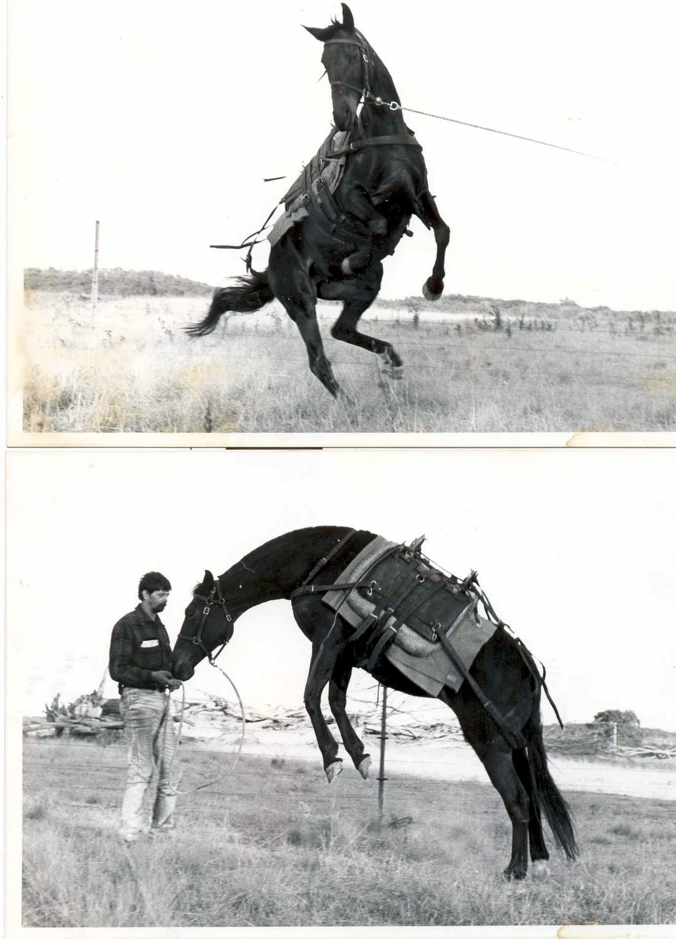 The key to equestrian travel the pack horse